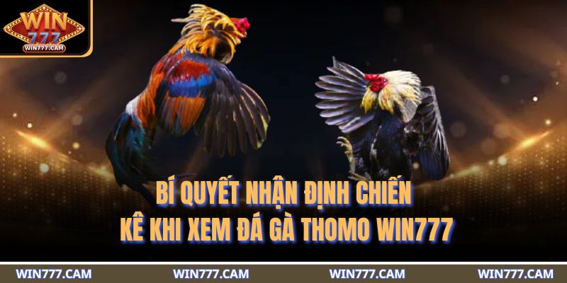 Bí quyết nhận định chiến kê khi xem đá gà Thomo WIN777