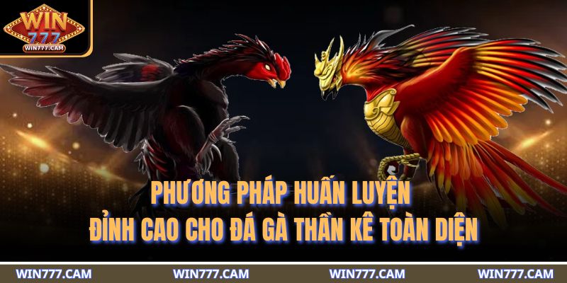 Phương pháp huấn luyện đỉnh cao cho đá gà thần kê toàn diện